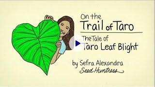 On the Trail of Taro: The Tale of Taro Leaf Blight