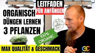 Cannabis Anbau Anfängerleitfaden für 3 Pflanzen: Organische Düngung zur Maximierung des Geschmacks