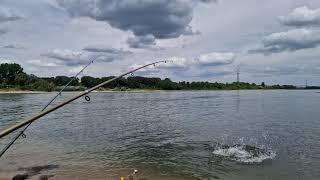 Огромная щука атакует приманку рыбака. Щука на реке Рейн. Рыбалка в Германии на реке Рейн.