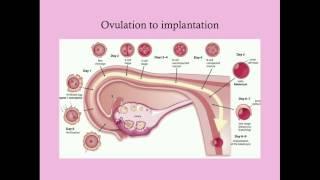 Fundamentals of Pregnancy - CRASH! Medical Review Series