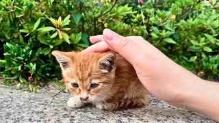 A flea-covered kitten sat confused at the site; brought home and cared for, she became a sweet angel