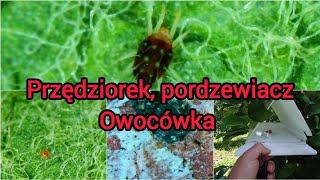 Z Sadu 16 czerwca 2024. Lustracja i są efekty. Przędziorek, pordzewiacz, owocówka #sadownictwo  #sad