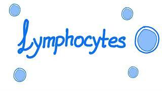 Lymphocytes | Your Specialized Immunity | White Blood Cells