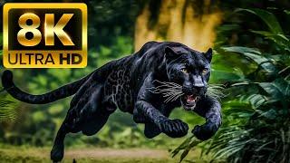 Охотники животные - 8K (60 кадров в секунду) Ultra HD - со звуками природы (красочно динамичным)