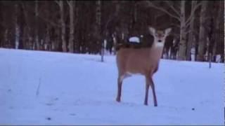 Deer Hunting:  Doe with a slug gun