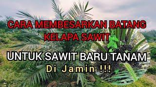 Cara membesarkan batang kelapa sawit baru tanam TBM #kelapasawit #sawit #kelapasawitindonesia