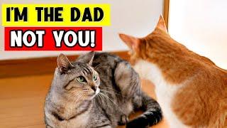 10 Unbelievable Facts About Cat Dads That Will Shock You! 