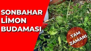 Limon Budaması Nasıl Yapılır?  |  Sonbahar Limon Budaması  #tropikaltopraktv #tarım