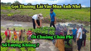 Quang Dũng || Thương Lái Tìm Vào Tận Nông Trại Mua Ớt  Bất Ngờ Với Số Lượng Ớt Khủng Thu Hoạch Lần 2