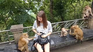 Нападение обезьян на человека) Пхукет, Тайланд