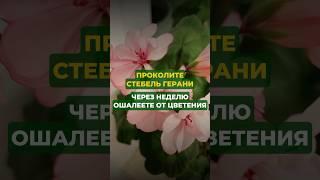 Проколите стебель герани и через неделю ошалеете от цветения#цветы#сад