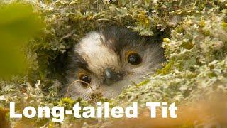 Long-tailed tits (nest building) in a British hedge