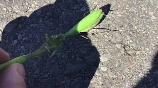 How to tame a praying mantis