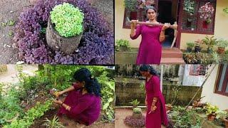 റൂബി ഗ്രാസ് ചെടി മാത്രം മതി നമ്മുടെ മുറ്റം മനോഹരമാക്കാൻ# plants video #@kalluzvlog6845