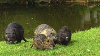 Nutria - Myocastor coypus in a German park with babies 4K UHD Slow motion Sony Xperia 1 IV 120fps