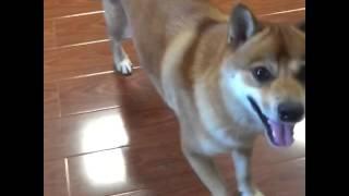 Dancing Shiba Inu Dog