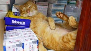 Cats choose the weirdest places to sleep  Funny Cats Videos