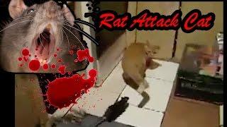 Rat of the Dead  - When Big rat attack cat - Cat do?