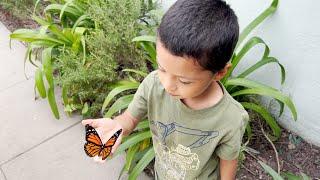 Our Caterpillars Turned Into Butterflies! Watch Them Grow!