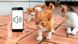 Sounds To Make Your Kitten Come To You (GUARANTEED)