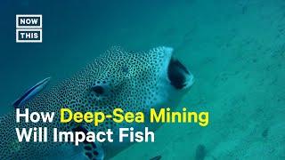 How Deep-Sea Mining Could Impact Life Underwater