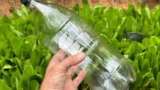 Plastic Bottle Drip Watering for Garden