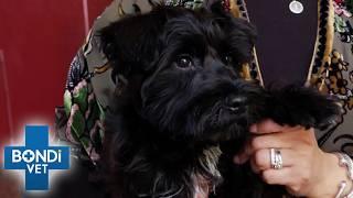 Weak Puppy Needs Important Health Check!  | Bondi Vet