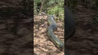 Big Anaconda Chase - PART 1  #shorts #snake