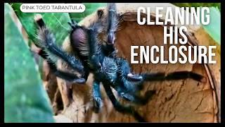 Cleaning Pink Toed Tarantula's Enclosure 1st Time Before He Molts & Makes Webs #tarantula #spider