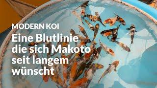 Zweite Selektion einer neuen Showa und Ginrin Showa Blutlinie | Modern Koi Blog #7043