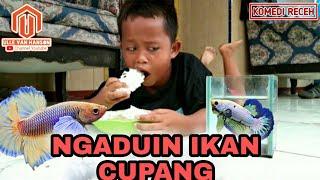 KOMEDI RECEH ~ Ngaduin Ikan Cupang ( SPESIAL IKAN CUPANG )