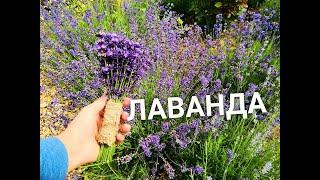 ЛАВАНДА/ Летняя обрезка/ Как сделать букет из ЛАВАНДЫ/#деревня #lavande #цветы #лето #обрезкацветов