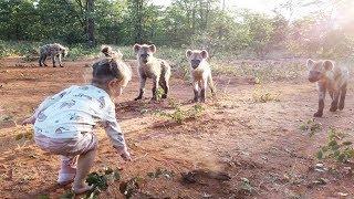 Toddler And Hyenas Are Best Friends