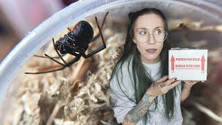Unboxing VENOMOUS BLACK WIDOW! (and a friendly wolf spider) from Micro Wilderness!