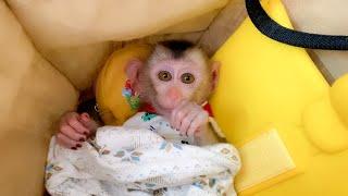 So cute! Monkey Puka plans to follow Mom to work