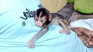 the condition of the newborn baby monkey worsened again, suddenly his body went limp