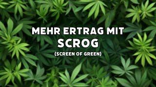 SCROG - Screen of Green - EXTREMER ERTRAG OHNE SCHIMMELGEFAHR