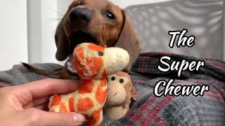 The Super Chewer | Mini dachshund puppy