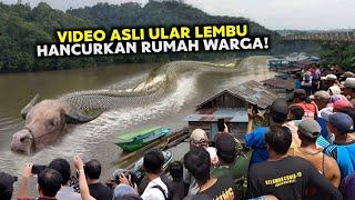 Video Evidence of Ox Snakes Destroying Residents' Houses on the Mahakam River