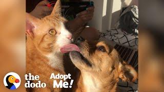 Adorably Bonded Dog And Cat Are Looking For A Home Together  | The Dodo  Adopt Me!