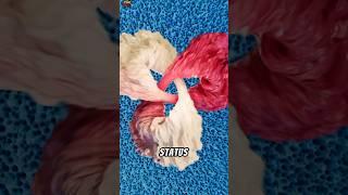 meme viral 35 cwe/cwe jamet #meme #memes #jokes #satisfying #subscribe #shorts #viral #trending #new