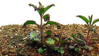 Time Lapse of Kalanchoe 'Mother of Thousands' Plantlets Growing New Plants