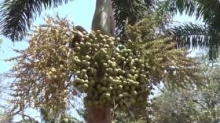 Wodyetia bifurcata the foxtail palm