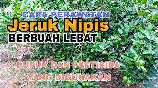 Cara Perawatan Tanaman Jeruk Nipis Setelah Pindah ke Lapangan Hingga Berbuah Lebat