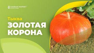 Тыква ЗОЛОТАЯ КОРОНА | #тыква  #огород #рассада #семена #семенамаркет