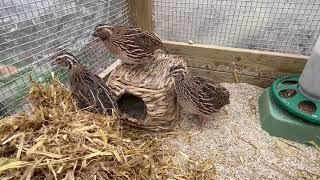 Quail Tails #19 How I keep quail as pets and a look at their run environment