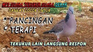 Suara  Pancingan Tekukur  Penguku Terbaik Istimewa - Terkukur macet bunyi dan terkukur cepat respon