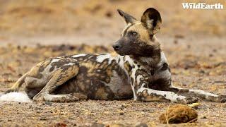 Predators from a far - SafariLIVE Sunrise - 22 September 2024