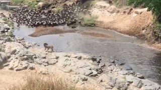 Male lion hunts wildebeest while they are migrating