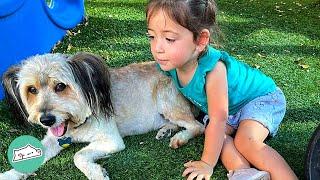 A Story of Unconditional Love: Watch What This Rescue Pup Does to Protect His Human Baby Sister